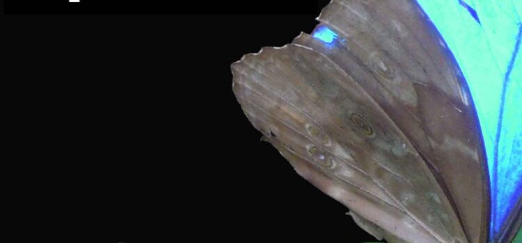 Improlab bei den Impronauten Improlab bei den Impronauten